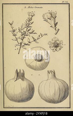 Les figures des plantes et animaux d'usage en médecine, Paris, Desprez, 1764-1765, materia, medica, pictural, œuvres, médicinal, plantes, Malus, granata, l'illustration présente des études botaniques de la plante de grenade, mettant en valeur divers composants. En haut à gauche, une branche ornée de feuilles et de fleurs délicates est représentée, indiquant les caractéristiques reproductives de la plante. À droite, deux fleurs sont illustrées en fleurs détaillées, mettant en évidence leurs pétales et leur structure. Ci-dessous, deux fruits de grenade sont présentés, l'un entier avec une surface lisse et l'autre coupé ouvert pour révéler l'inné Banque D'Images