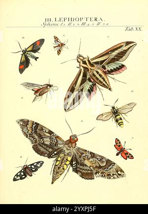 Genera, Insectorum, Linnaei, et, Fabricii, Iconibus, Illustrata, Vitoduri, Helvetorum, Prostat, Apud, Henric, Steiner, et, Socios, MDCCLXXXIX, géographique, distribution, insectes, image, Works, Arthropoda, arthropode, Une collection d'illustrations détaillées présentant diverses espèces de papillons et de papillons de nuit, chacune étiquetée avec une notation numérique. Les divers motifs et couleurs des insectes ailés sont représentés avec précision, soulignant les caractéristiques uniques de chaque spécimen. Parmi eux se trouvent des papillons aux couleurs vives et des papillons nocturnes, mettant l'accent sur la beauté et le plongeur Banque D'Images