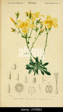 Dictionnaire universel d'histoire naturelle, v. 3, 1849 Atlas Zoologie-Botanique, Paris, 1847-1849, histoire naturelle, dictionnaires, illustration botanique mettant en valeur une plante à fleurs caractérisée par ses fleurs jaunes vibrantes. La plante est représentée avec des tiges vertes minces et un feuillage luxuriant. Autour de la représentation florale principale se trouvent des dessins détaillés de diverses parties de la plante, y compris des graines, des capsules et des structures florales, clairement étiquetés avec des numéros pour référence. L'illustration est soigneusement composée pour mettre en évidence les détails complexes des fleurs et des feuilles, mettant en valeur la beauté et c Banque D'Images