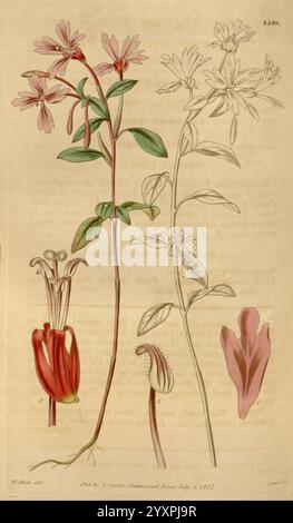 Curtis's Botanical Magazine London New York Botanical illustration botanique périodiques travaux picturaux plantes ornementales Curtis, une étude botanique illustrée présentant deux représentations détaillées d'une plante à fleurs. Sur la gauche, une tige mince soutient plusieurs grappes de fleurs rosâtres ou violettes avec des pétales délicats et allongés. Les feuilles sont proéminentes, présentant une teinte verte riche et une forme simple et allongée. Le côté droit présente une vue supplémentaire de la même espèce, mettant en valeur sa structure florale unique, y compris un arrangement complexe d'organes reproducteurs, complété par un c Banque D'Images