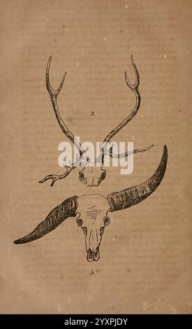 The Journal of the Bombay Natural History Society, Bombay, The Society, India, Natural History, périodiques, Woods Hole, l'illustration présente deux crânes d'animaux distincts montés sur un fond texturé. Au sommet, un crâne de cerf présente une paire de bois élégamment ramifiés, caractérisés par leurs formes élancées et incurvées. Ci-dessous, un crâne contrasté d'un grand animal à cornes présente des cornes courbées prononcées qui balaient vers l'extérieur. Les détails complexes mettent en évidence les structures squelettiques et les textures des cornes, soulignant les différences entre les deux espèces. La composition globale co Banque D'Images