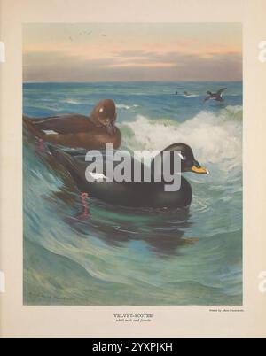 Canards plongeurs britanniques Londres Longmans Green et Co. 1913 oiseaux canards Grande-Bretagne œuvres picturales, dans une scène côtière sereine, deux scoters de velours sont représentés glissant à travers les vagues douces de l'océan. Le mâle, avec son plumage noir frappant accentué par une tache blanche distinctive près du bec, montre un comportement calme alors qu'il flotte aux côtés de la femelle, qui présente des tons bruns plus doux. L'arrière-plan capture un coucher de soleil tranquille, avec de douces teintes orange et rose illuminant le ciel, tandis que des figures lointaines d'autres oiseaux aquatiques peuvent être vues dans l'eau. La texture vive des vagues ajoute du dynamisme à th Banque D'Images