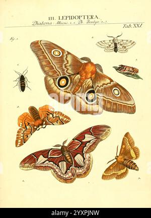 Genres insectorum Linnaei et Fabricii iconibus illustrata. c.1 Vitoduri Helvetorum, Prostat apud Henric. Steiner et Socios, MDCCLXXXIX [1789], répartition géographique, insectes, œuvres picturales, Arthropoda, un assortiment de lépidoptères magnifiquement illustrés, présentant une variété d'espèces de papillons et de papillons de nuit. L'affichage comprend des motifs complexes et des couleurs vibrantes, avec des caractéristiques notables telles que les yeux et les formes délicates des ailes. Chaque spécimen est méticuleusement étiqueté avec des numéros, fournissant une référence à leurs classifications dans l'ordre des lépidoptères. La composition met l'accent sur le Banque D'Images