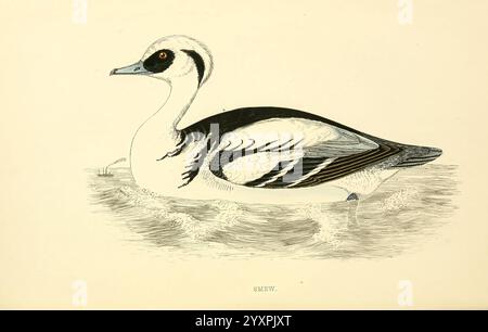 Une histoire des oiseaux britanniques Londres Groombridge et Sons1863-1866? Great Britain Birds mergellus albellus mergus albellus, Un canard magnifiquement illustré avec un plumage noir et blanc distinctif, présentant des motifs élégants le long de son corps. L'oiseau est représenté flottant gracieusement sur l'eau, avec de douces ondulations qui l'entourent. Son œil frappant se démarque, ajoutant un soupçon de dynamisme à l'illustration. Les plumes détaillées et la pose sereine capturent l'essence de cette sauvagine, ce qui en fait une représentation notable de son espèce. La composition globale met en évidence la beauté naturelle de la créature et le tr Banque D'Images