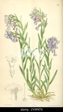 Curtis's Botanical Magazine, Londres, New York, illustration botanique, botanique, périodiques, œuvres picturales, plantes ornementales, Curtis, cette illustration présente une délicate plante à fleurs, mettant en valeur de fines tiges vertes ornées de grappes de fleurs violettes et bleues. Les fleurs présentent une structure unique avec une forme tubulaire et des étamines saillantes, faisant allusion aux mécanismes de pollinisation de la plante. Les croquis d'accompagnement détaillent les différentes parties de la fleur et l'anatomie globale de la plante, y compris un gros plan de la structure florale. La représentation botanique souligne la beauté naturelle A. Banque D'Images