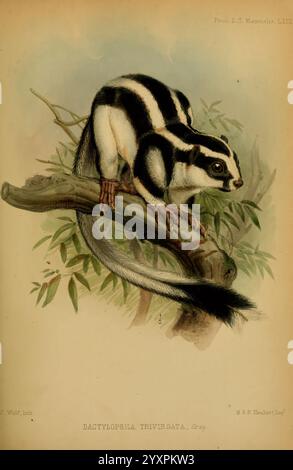 Proceedings of the Zoological Society of London, London, Academic Press, périodiques, zoologie, Dactylopsila trivirgata, loup, Joseph Wolf, opossum rayé, Indonésie, Australie, îles Aru, opossum rayé., Une représentation détaillée de l'opossum rayé, connu scientifiquement sous le nom de Dactylopsila trivirgata. Cette créature est perchée sur une branche, présentant ses rayures noires et blanches distinctives qui traversent son corps et sa queue touffue. Les grands yeux et le museau pointu de l'opossum renforcent ses caractéristiques expressives. Le feuillage environnant crée un cadre naturel, mettant l'accent sur l'habitat de l'animal dans le wil Banque D'Images