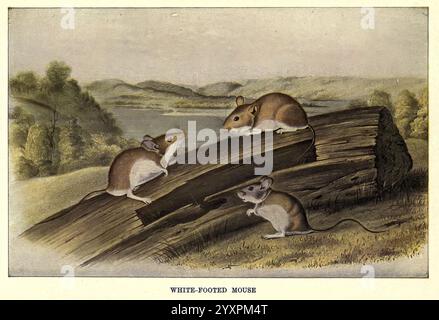 Écureuils, et, autres, porteurs de fourrure, compagnie, c1909, mammifères, animal, comportement blanc, pieds, souris, Peromyscus, leucopus, Une représentation sereine de trois souris à pattes blanches interagissant sur une bûche altérée. Positionnée dans un cadre naturel, la souris du milieu regarde curieusement le spectateur, tandis qu'une autre souris semble être engagée dans une position ludique. La troisième souris est perchée sur le sol, observant son environnement. Des tons doux et terreux dominent la scène, soulignant les caractéristiques douces des souris et le paysage luxuriant en arrière-plan, qui comprend des collines ondulantes et un plan d'eau calme, transmettent Banque D'Images