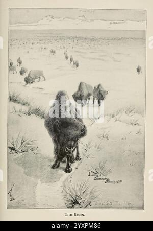 Les Américains à quatre pieds et leurs parents, New York, Macmillan, 1898, t.p. 1901, mammifères, États-Unis, bison, mammifère national, bison, un troupeau de bisons pèle à travers un vaste paysage ouvert, caractérisé par des prairies vallonnées et des montagnes lointaines. Au premier plan, un bison solitaire est représenté se penchant pour se nourrir, avec son pelage déchiqueté illustrant la beauté sauvage de ces animaux majestueux. Derrière, plusieurs autres bisons peuvent être vus, créant un sentiment de communauté et de mouvement au sein du troupeau. La scène transmet la tranquillité de la nature, soulignant le lien entre le bison et leur env Banque D'Images