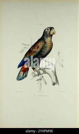 Iconographie des perroquets, Paris, P. Bertrand, 1857, oiseau, oiseaux, perroquets, perroquets, œuvres picturales, œuvres populaires, Pionus chalcopterus, perroquet aux ailes de bronze, perroquet illustré perché sur une branche, présentant un mélange complexe de couleurs. L'oiseau arbore un plumage sombre avec des verts et des bleus chatoyants sur ses ailes, ainsi que des accents rouges et oranges frappants qui ajoutent de l'éclat. Ses détails faciaux sont finement rendus, avec un bec distinctif et des yeux expressifs. Autour du perroquet se trouvent de subtiles notes de feuillage, mettant l'accent sur son habitat naturel. Cette œuvre d'art capture la beauté et U. Banque D'Images