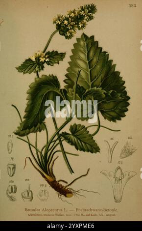 Atlas der Alpenflora, Wien, Eigenthum und Verlag des Deutschen und Österreichischen Alpenvereins, 1882, alpes, atlas, plantes de montagne, une illustration botanique représentant Betonica alopecurus, communément appelée bétonie de queue de renard. La plante est présentée avec sa tige feuillue s'élevant du sol, accompagnée de dessins détaillés de ses différentes parties, y compris les fleurs, les feuilles et la structure racinaire. Les feuilles sont larges et dentelées, tandis que les fleurs sont délicates, soulignant la beauté naturelle de la plante. Les annotations fournissent des étiquettes pour des caractéristiques spécifiques, facilitant l'étude botanique. Ce repr. Éducatif Banque D'Images
