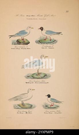 Danmarks fugle, beskrevne, Kjøbenhavn, Forfatterens Forlag, 1851-1852, oiseaux, Danemark, Scandinavie, Îles Féroé, œuvres picturales, Rissatridactyla, goélette à tête noire, Chroicocephalus ridibundus, Larus glaucoides, kittiwake à pattes noires, goélette, Pagophila eburnea, Hydrocoloeus minutus, goélette ivoire, goélette islandaise, L'œuvre présente une illustration détaillée de plusieurs espèces d'oiseaux, disposées dans un format vertical. Chaque oiseau est représenté sur un rocher ou un cadre naturel similaire, mettant en valeur leurs traits et leurs couleurs distinctes. La rangée supérieure comprend deux oiseaux : le premier, un oiseau mince avec une pointe Banque D'Images