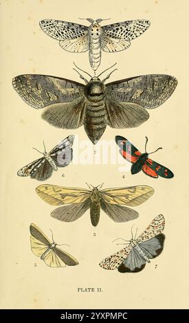 The common of England Glasgow, Manchester, and New York, George Routledge and sons, [1870], England, Pictorial Works, Zeuzera aesculi, Cossus ligniperda, Hepialus kumuli, Lithosia quadra, Eulepia cribrum, Deiopeia pulchella, Anthrocerafilipendulae, teigne de chèvre, teigne fantôme, teigne léopard des bois, valet, grand valet, valet moucheté, valet cramoisi moucheté, burnet à six points, Une exposition méticuleusement illustrée de diverses espèces de papillons de nuit et de papillons, mettant en valeur leurs motifs et leurs couleurs complexes. L'arrangement comporte un grand papillon de nuit en haut, suivi de plusieurs spécimens plus petits en dessous de i. Banque D'Images