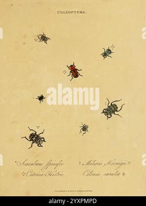 Une épitome de l'histoire naturelle des insectes de l'Inde, Londres, imprimé pour l'auteur par T. Bensley, Bolt court, Fleet Street, et vendu par Messrs, Rivingtons, Paul's Church Yard, White, Fleet Street, Faulder, Bond Street, et H. D. Symonds, Paternoster Row, 1800. Inde, insectes, arthropodes, papiers d'extrémité, reliure, papiers marbrés, reliure, Robin, papiers, reliure, arthropode, l'illustration présente une collection de divers coléoptères appartenant à l'ordre des coléoptères. Chaque coléoptère est représenté de manière détaillée et distincte, mettant en valeur leurs formes et caractéristiques uniques. L'arrangement Banque D'Images