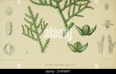 Tuinbouw-Flora van Nederland en zijne overzeesche bezittingen, Leyde, A. W. Sythoff, 1854-1856, plantes, pays-Bas, périodiques, colonies, cette illustration présente des dessins botaniques détaillés de l'espèce végétale thalamus dulcimeria, mettant en valeur diverses parties de la plante. Au centre, une branche verte luxuriante affiche des feuilles délicates et plumeuses. Autour de lui se trouvent des gousses et des cônes de graines finement rendus, mettant en évidence les structures reproductrices de la plante. Les dessins sont accompagnés d'étiquettes numériques pour l'identification, créant une représentation précise et éducative de cette espèce. Banque D'Images