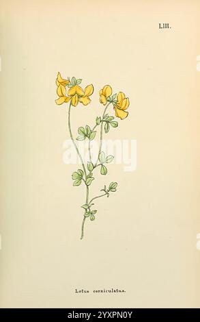 Fleurs de l'Engadine Winchester imprimé pour l'auteur par Warren et son 1891 Engadine fleurs Pictorial Works plants Switzerland, l'illustration met en valeur Lotus corniculatus, communément appelé trèfle pied d'oiseau. Cette plante présente des fleurs délicates et jaunes disposées en grappes sur des tiges vertes minces. Les feuilles sont composées de plusieurs folioles, chacune présentant une teinte verte vibrante qui contraste avec le fond pastel doux. La composition globale met en valeur la forme gracieuse de la plante et les détails complexes de ses fleurs et de son feuillage, soulignant sa beauté naturelle et son charme. Banque D'Images