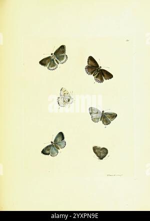 Les papilios de Grande-Bretagne, Londres imprimé pour J. Johnson, 1795 Grande-Bretagne, papillons, Une collection de six papillons minutieusement illustrés exposés dans un arrangement artistique. Les spécimens comprennent une variété d'espèces, présentant une gamme de couleurs et de motifs sur leurs ailes, des bleus délicats et bruns terreux aux blancs frappants et aux noirs subtils. Chaque papillon est rendu avec une attention aux détails, soulignant les marquages et les structures uniques qui les distinguent. La composition globale met en valeur la diversité et la beauté de ces insectes, positionnés contre un dos pâle Banque D'Images