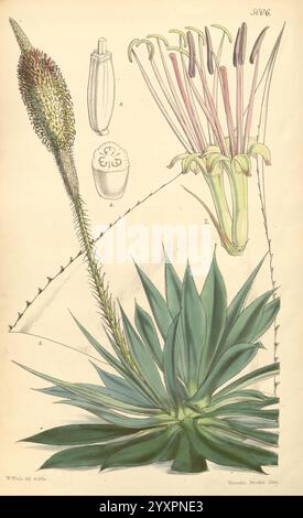 Curtis's Botanical Magazine, Londres, New York, illustration botanique, botanique, périodiques, œuvres picturales, plantes ornementales, Curtis, l'illustration présente une représentation détaillée d'une plante succulente, mettant en valeur ses feuilles épaisses et épaisses disposées en rosette à la base. S'élevant du centre se dresse une épi de fleurs hautes qui présente une structure complexe de fleurs allongées et tubulaires avec des filaments délicats et torsadés s'étendant vers l'extérieur. L'illustration principale est accompagnée de dessins scientifiques mettant en évidence les différentes étapes de l'anatomie de la plante et de la fleur, y compris un gros plan du flux Banque D'Images