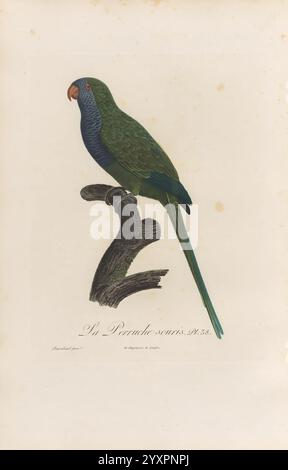 Histoire naturelle des perroquets, A Paris, chez Levrault, an IX (1801)-an XIII (1805)., perroquet vibrant perché gracieusement sur une branche noueuse, mettant en valeur ses plumes vertes luxuriantes complétées par une riche gorge bleue et un bec rouge distinctif. Les détails complexes soulignent la forme élégante du perroquet, tandis que la branche soigneusement rendue ajoute une touche de charme naturel. Sous le portrait, il y a une étiquette scientifique, ''Psittacus seceurus', indiquant sa classification, ainsi que le nom de l'artiste inscrit soigneusement sous l'illustration. Cette œuvre d'art capture la beauté et unique Banque D'Images