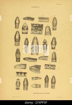 The Snakes of Australia Sydney, T. Richards, Government Printer, 1869 Australia, Snakes, Australie, Squamata, Helena Forde, serpent rayé noir, Pseudonaja nuchalis, serpent gris, serpent de mer à ventre jaune, serpent des maîtres, Hydrophis elegans, serpent de Tasmanie, Hoplocephalus coronoides, serpent de Gould, Hoplocephalus gouldii, Hoplocephalus nigrostriatus, serpent de Port Lincoln, Hoplocephalus spectabilis, serpent à ventre noir, Hoplocephalus signatus, Hoplocephalus mastersii, serpent à dos noir, Hoplocephalus nigriceps, le serpent nain de Forde, Cacophis fordei, le serpent de Blackman, Cacophis blackmanii, Cacophis blac Banque D'Images