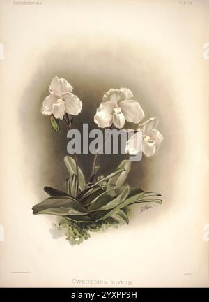 Reichenbachia, créé Albans, London, New York, F. Sander & Co, Orchid Growers & Importers, H. Sotheran & Co, I. Forstermann, 1888-1890, Orchidaceae, Cypripedium niveum, Paphiopedilum niveum, Henry George Moon, Henry Frederick Conrad Sander, orchidées, botanique, fleurs, histsciart, des fleurs croustillantes et délicates de l'orchidée Cypripedium niveum émergent gracieusement d'un feuillage vert luxuriant. Les fleurs, caractérisées par leurs pétales blancs doux et leurs subtiles notes d'ivoire, affichent une forme intrigante qui capture l'essence de l'élégance dans la nature. Chaque fleur est posée au-dessus des feuilles gracieusement voûtées, créatine Banque D'Images