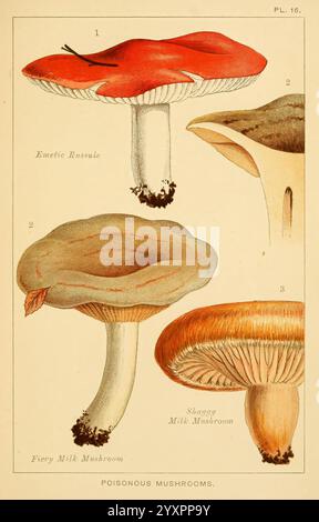 Champignons comestibles et venimeux. Londres, Society for Promoting Christian Knowledge, 1894, Grande-Bretagne, champignons, russula emetica, lactarius torninosus, lactarius pyrogalus, 0, mordecaicubittcooke, champignon de lait ardent, champignon de lait shaggy, russula émétique, l'illustration présente trois types distincts de champignons, chacun étiqueté pour l'identification. Le premier, emetic Russule, est représenté avec un chapeau rouge vif et une épaisse tige pâle, mettant en valeur ses caractéristiques. À côté de lui, le champignon de lait Fiery présente une teinte orange attrayante, avec un capuchon légèrement ondulé et une tige robuste, claire Banque D'Images