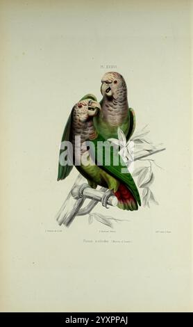 Iconographie des perroquets, Paris, P. Bertrand, 1857, oiseau, oiseaux, perroquets, perroquets, œuvres picturales, œuvres populaires, Pionus seniloides, perroquet à coiffe blanche, deux perroquets vibrants sont perchés étroitement ensemble sur une branche, mettant en valeur leur plumage vert saisissant contrasté avec des notes de rouge et de jaune sur leurs ailes. Leurs visages expressifs présentent un motif magnifiquement détaillé, mettant en évidence leurs caractéristiques distinctes. Le décor évoque un sentiment de compagnie alors que les oiseaux semblent interagir, éventuellement communiquer les uns avec les autres. Autour d'eux sont des feuilles délicates, ajoutant à l'ambiance naturelle Banque D'Images