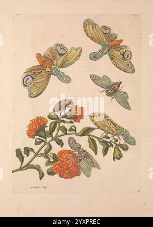 Maria Sybilla Merian over de voortteeling en wonbaerlyke veranderingen der Surinaamsche insecten t'Amsterdam by Jean Frederic Bernard 1730 botanique insectes Suriname Maria Sibylla Merian Maria Sibylla Merian Maria Sibylla Merian Maria Sibylla Merian femmes dans la science, l'illustration présente un ensemble de papillons et d'insectes minutieusement détaillés, mettant en valeur des ailes délicates ornées de motifs ornés. Quatre papillons sont représentés en vol au-dessus d'une plante en fleurs, leurs couleurs vibrantes contrastant magnifiquement avec les feuilles environnantes. En dessous d'eux, un amas de fleurs, probablement des soucis, est illustré avec du ric Banque D'Images