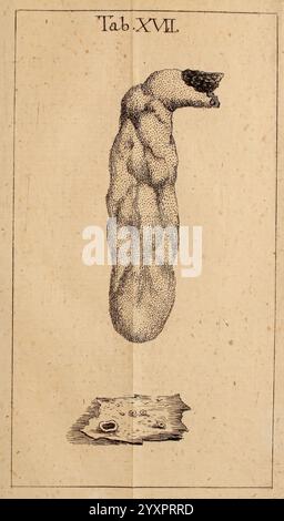 Dissertationes ad scientiam naturalem pertinentes Pragæ sumptibus W. Gerle 1772 histoire naturelle champignons mycologie Sphaeria clavata, l'illustration représente un objet allongé particulier qui ressemble à la forme d'un appendice humain, caractérisé par une surface texturée et une pointe bulbeuse. Positionnée au-dessus d'un fragment de parchemin, la scène est étiquetée ''Tab XVII.'' le parchemin affiche de faibles marques, suggérant qu'il peut contenir du contexte ou des annotations supplémentaires. La composition globale évoque la curiosité, fusionnant étude anatomique et interprétation artistique. Banque D'Images