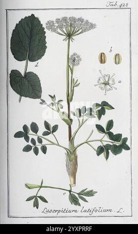 Icones Plantarum Medicinalium, Nürnberg, auf Kosten der Raspischen Buchhandlung, 1779-1790, botanique, médical, œuvres picturales, L'illustration montre la plante Laserpitium latifolium L., mettant en valeur ses multiples éléments. Au sommet, une tige fleurie s'élève en évidence, ornée de grappes de fleurs blanches formant une structure ressemblant à un parapluie. Ci-dessous, des représentations détaillées des feuilles de la plante sont présentées, soulignant leur forme et leur texture distinctes. À droite, un gros plan des parties reproductrices de la fleur est illustré, étiqueté avec des lettres pour référence. L'illustration est méticulousl Banque D'Images