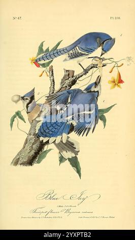 The Birds of America New York J.B. Chevalier 1840-1844 oiseaux amérique du Nord œuvres picturales John James Audubon cyanocitta cristata bluejay tum John James Audubon ornithologie Campsis radicans bignonia radicans trompette vigne trompette fleurs creeper botaniques, cette œuvre présente deux geais bleus perchés sur une branche ornée de délicates fleurs jaunes et de feuilles vertes vives. Les jays bleus, caractérisés par leur plumage bleu saisissant et leurs crêtes noires distinctives, sont engagés dans un moment de tranquillité, peut-être se nourrissant ou communiquant les uns avec les autres. La branche qu'ils occupent est représentée avec un det complexe Banque D'Images