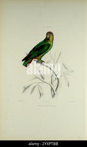 Iconographie des perroquets Paris P. Bertrand 1857 oiseaux perroquets perroquets œuvres picturales œuvres populaires perroquet saphir Touit purpuratus, Une perruche verte vibrante perchée gracieusement sur une branche élancée ornée de feuilles délicates. Son plumage présente des nuances de vert frappantes et des touches de rouge sur la queue, complétées par de subtiles variations de teinte sur sa tête et ses ailes. L'oiseau regarde vers l'extérieur, montrant une expression vivante, tandis que les détails complexes des feuilles et de la branche améliorent le cadre naturel, capturant l'essence de la perruche dans son habitat. Banque D'Images