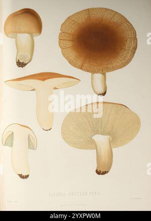 Sveriges ätliga och giftiga svampar tecknade efter naturen under ledning, Stockholm, P.A. Norstedt & söner kongl. Boktryckare, 1861-[69], champignons, champignons pathogènes, Suède, Fungi, Une collection de champignons illustrés, présentant diverses espèces et leurs formes distinctes. L'image présente cinq types différents de champignons, chacun avec des caractéristiques uniques telles que des formes de calotte et des structures branchales variables. Les champignons sont disposés de manière à mettre en évidence leurs différences de taille, de forme et de couleur. Le foyer central comprend un large chapeau en forme de parapluie, un spécimen plus arrondi et un champignon W. Banque D'Images