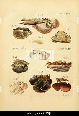Fungorum qui in Bavaria et Palatinatu circa Ratisbonam nascuntur icones, nativis coloribus express, Erlangae, apud J.J. Palmium, 1800, Allemagne, Bavière, champignons, œuvres picturales, une plaque illustrée présentant diverses espèces de champignons et de champignons, soigneusement agencée en quadrillage. Chaque espèce est numérotée et présentée avec des caractéristiques distinctes, mettant probablement en évidence les différences de forme, de taille et de texture. Les illustrations soulignent la diversité des champignons, avec des exemples avec des formes de coiffe, des branchies et des surfaces variées. Certains champignons semblent doux et lisses, tandis que d'autres présentent un Banque D'Images