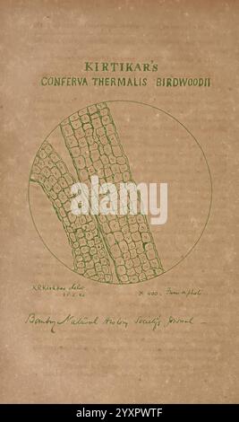 The Journal of the Bombay Natural History Society, Bombay, The Society, India, Natural History, périodiques, Woods Hole, la légende présente une illustration scientifique détaillant la structure de *Confera thermalis Birdwoodii*, mettant en valeur des motifs cellulaires complexes. Le dessin met en évidence la complexité texturale de l'organisme, avec des lignes et des annotations précises indiquant des caractéristiques et des mesures spécifiques. Le travail est attribué à K.R. Kirtikar, avec une référence à la revue de la Bombay Natural History Society, soulignant son contexte scientifique et sa contribution à la recherche botanique. T Banque D'Images