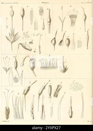 Mémoires de la Société linnéenne de Paris. Paris, au Secrétariat de la Société, 1822-1828. Histoire naturelle, périodiques, plantes, cette illustration présente une variété de spécimens botaniques, méticuleusement agencés pour mettre en valeur leurs structures et caractéristiques uniques. Le dessin comprend plusieurs types de fleurs, de gousses de graines et de parties de plantes, chacun étiqueté avec des numéros pour référence. Des détails tels que les formes des pétales, les textures des feuilles et les formes des tiges sont représentés avec précision, révélant les subtilités de chaque spécimen. La diversité parmi les plantes reflète les différentes espèces et leur annonce Banque D'Images