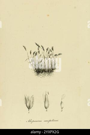 Species Graminum, Petropoli, Impensis Academiae Imperialis Scientiarum, 1828-1836, Gramineae, œuvres picturales, graminées., cette illustration montre un amas d'herbe, identifié comme *Mepraea amplexus*, représenté dans un style naturaliste. La représentation principale au sommet montre l'herbe émergeant du sol dans une formation luxuriante, soulignant ses lames délicates et son habitude de croissance distinctive. Sous l'image principale, trois croquis détaillés mettent en évidence des caractéristiques spécifiques de la plante, numérotées séquentiellement. Chaque croquis donne un aperçu des différentes parties de l'herbe, y compris son inflorescence et L. Banque D'Images