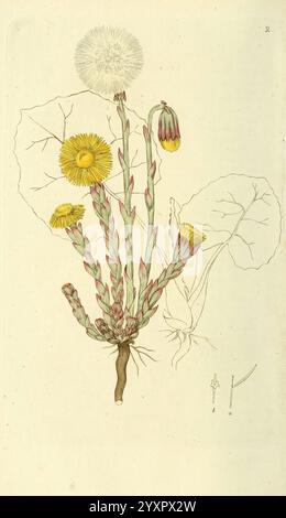 Svensk, botanik Stockholm, Tryckt hos C. Delén, 1802-[1843], plantes, Suède, le jardin botanique de New York, œuvres picturales, l'illustration présente une étude botanique mettant en vedette un groupe de plantes à fleurs. Parmi eux, on trouve des tiges allongées ornées de fleurs jaunes distinctives, chacune caractérisée par une structure de pétales volants. Entourant les fleurs, des tiges minces et feuillues et des feuilles larges circulaires émergent, fournissant un arrière-plan contrasté aux fleurs vibrantes. En outre, les détails fins soulignent les textures et les formes complexes des fleurs et du feuillage adjacent, tandis que Banque D'Images