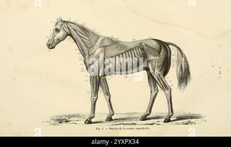 La connaissance générale du cheval, atlas, Paris, Didot, 1861, chevaux, Equus caballus, illustration anatomiquement détaillée d'un cheval mettant en valeur ses systèmes musculaires et squelettiques. Le diagramme identifie divers muscles et os, offrant une vue claire de la structure du corps du cheval. Chaque partie numérotée correspond à des caractéristiques anatomiques spécifiques, aidant à l'étude de la biologie équine. Le cheval se tient dans une position latérale, permettant une représentation précise de ses proportions et de ses attributs physiques, soulignant la complexité de sa musculature. Banque D'Images