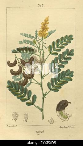 Flore médicale, Paris, imprimerie de C.L.F. Panckoucke, 1828-1832, 1833, botanique, botanique, médical, cuivre, gravure, France, graphique, médias, main, coloré, herbals, materia, medica, végétal, pictural, œuvres, plantes, L'illustration présente une étude botanique de la plante de séné, caractérisée par ses feuilles minces et allongées et ses épis fleuris ornés de fleurs jaunes. Les représentations détaillées comprennent plusieurs pods, montrant leur forme courbe caractéristique et leur surface lisse. Accompagnant la plante principale sont diverses caractéristiques anatomiques, telles que des graines et une chenille, highli Banque D'Images