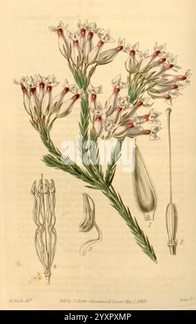 Curtis's Botanical Magazine London New York Botanical illustration botanique périodiques travaux picturaux plantes ornementales Curtis, Une illustration botanique avec un groupe de fleurs délicates avec des pétales blancs et des pointes rouges frappantes. Les fleurs sont accompagnées de fines tiges vertes et de feuilles en forme d'aiguilles qui ajoutent à la conception complexe. En plus du bouquet, l'illustration comprend des dessins détaillés de diverses caractéristiques botaniques : une gousse de graines, une feuille et une représentation stylisée de la tige. Chaque élément est soigneusement étiqueté avec des numéros, mettant en valeur les différentes parties de la plante et de la hig Banque D'Images