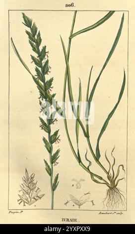 Flore médicale, Paris, imprimerie de C.L.F. Panckoucke, 1828-1832, 1833, botanique, botanique, médical, cuivre, gravure, France, graphique, milieux, couleur à la main, herbes, materia medica, légume, œuvres picturales, plantes, l'illustration présente une étude botanique d'une plante identifiée comme ''ivraie''. Au centre, une pointe haute et mince est détaillée, présentant plusieurs épis, chacun avec des structures délicates. Autour de la plante principale se trouvent de plus petits croquis illustrant les caractéristiques de la plante, y compris ses feuilles, ses racines et ses parties reproductrices. Chaque composant est méticuleusement étiqueté, à condition que i Banque D'Images