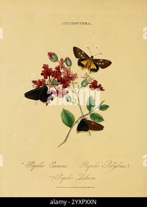 Un, incarnation, de, le, naturel, histoire, de, les, insectes, de, Inde, Londres, imprimé, pour, auteur par, T. Bensley, Bolt, court, Fleet, Street, et, vendu, par, Messrs, Rivingtons, Str. Paul's, église, cour, blanc, flotte, rue, Faulder, Bond, Rue et, H. D. Symonds, Patersonter, Row, 1800, inde, insectes, arthropodes, papiers de fin, reliure, marbré, papiers, reliure, rbbin, papiers, reliure, arthropode, une illustration mettant en vedette plusieurs espèces de papillons de l'ordre des lépidoptères, perché gracieusement sur une plante à fleurs vibrante. La composition comporte deux papillons avec un bla proéminent Banque D'Images