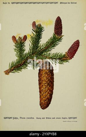 Pflanzen der Heimat Leipzig, quelle und Meyer, 1913. Allemagne, œuvres picturales, plantes, le jardin botanique de New York, Picea abies, Une illustration botanique détaillée représentant une branche de l'épinette de Norvège, identifiée comme Picea excelsa. La branche présente des aiguilles vertes vives ainsi que deux types de cônes distincts : un cône brun mûr et allongé et de jeunes cônes plus petits et teintés de violet. Les détails complexes soulignent la texture des aiguilles et les écailles des cônes, offrant une représentation claire de cette espèce de conifères. Le texte d'accompagnement étiquette élégamment le sujet, en mettant l'accent sur son Banque D'Images