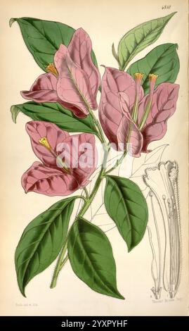 Curtis's Botanical Magazine Londres New York Botany Periodicals Pictorial Works Flowers Walter Hood Fitch California Bougainvillea Bougainvillea Spectabilis Showy Bougainvillea Curtis William Jackson Hooker California États-Unis d'Amérique, l'illustration présente un rendu magnifiquement détaillé des fleurs de bougainvilliers, caractérisés par leurs bractées roses vibrantes qui entourent de petites fleurs blanches délicates en leurs centres. L'arrangement comporte plusieurs grappes de fleurs, placées contre des feuilles vertes luxuriantes avec des veines proéminentes qui améliorent leur texture. À côté de la principale profondeur florale Banque D'Images