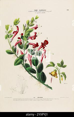 Flore d'Amérique, Paris, Gihaut 1843-1846, America, oeuvres picturales, plantes, Une illustration botanique présente un affichage vibrant de la plante à fleurs connue sous le nom de Desmodium. Des fleurs tubulaires rouges et oranges proéminentes émergent d'un feuillage vert luxuriant, soulignant la beauté naturelle et la complexité de la plante. Des représentations détaillées des feuilles et des racines donnent un aperçu de sa structure, tandis que des annotations soigneuses étiquettent différentes parties de la plante. Cette œuvre illustre le délicat équilibre de la nature, mettant en valeur les caractéristiques uniques de cette espèce au sein de son habitat indigène. Banque D'Images