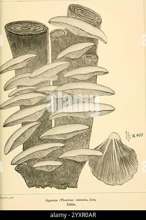 Livre de main de l'étudiant de champignons d'Amérique, comestibles et toxiques, Washington, D. C, A.R. Taylor 1897-1898 États-Unis, champignons comestibles, champignons toxiques, l'illustration montre un groupe de champignons connu sous le nom d'Agaricus (Pleurotus) ostreatus, communément appelé champignons huîtres. Ces champignons comestibles sont représentés avec leurs chapeaux caractéristiques en forme d'éventail et une gamme de textures. L'illustration souligne les branchies sous les capuchons, mettant en valeur leurs détails complexes. Autour des champignons se trouvent des représentations du substrat naturel sur lequel ils poussent, mettant l’accent sur leur habitat Banque D'Images