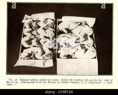 Turquie, Raising, New York, Orange Judd Publishing Company, 1922, dindes., L'image montre deux boîtes soigneusement arrangées remplies de dindes habillées. Chaque dinde est présentée avec ses ailes positionnées de manière à mettre en valeur les plumes laissées au dernier joint. L'emballage soigné met l'accent sur la qualité et la préparation des dindes, suggérant un accent sur la présentation. Le visuel est accompagné d'une référence au Bureau de l'industrie animale, indiquant la source de l'information sur la préparation et la manipulation des dindes en vue de leur distribution. Banque D'Images