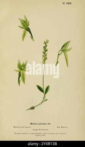 Album des orchidées de l'Europe centrale et septentrionale Genève, librairie Georg, 1899. Europe, Orchidaceae, le jardin botanique de New York, œuvres picturales, Malaxis paludosa, illustration botanique de Malaxis paludosa, mettant en valeur ses délicates traits floraux et sa structure foliaire. La composition comprend des représentations détaillées de la plante sous différents angles, mettant en évidence sa tige élancée ornée de petites fleurs complexes. Autour de la fleur centrale se trouvent des feuilles individuelles à différents stades, soulignant la morphologie unique de la plante et fournissant un aperçu de ses habitudes de croissance. Le il Banque D'Images