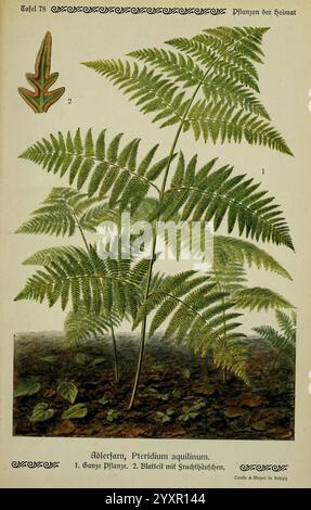 Pflanzen der Heimat Leipzig, quelle und Meyer, 1913, Allemagne, œuvres picturales, plantes, jardin botanique de New York, Pteridium aquilinum, cette illustration représente la fougère d'Adder, scientifiquement nommée Pteridium aquilinum. L'image met en évidence les détails complexes de ses frondes, mettant en valeur leurs feuillets plumeux qui rayonnent à partir d'une tige centrale. L'arrangement souligne la structure caractéristique de la plante, avec des annotations indiquant différentes parties : la plante entière et un gros plan d'une feuille. L'arrière-plan présente des textures subtiles qui suggèrent son habitat naturel, améliorant l'educati Banque D'Images