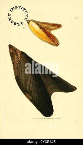 Le, zoologique, Miscellany London, imprimé, par, B. McMillan, pour E. Nodder, &, fils, et, vendu, par, tous, libraires, 1814-1817, picturale, œuvres, zoologie, l'illustration montre deux spécimens de coquille distincts. La coque supérieure est allongée et présente une surface lisse et brillante avec des nuances subtiles de brun et de crème, mettant en valeur un dégradé naturel. Ci-dessous, la deuxième coque est caractérisée par une forme large et aplatie avec un extérieur sombre et texturé, ajoutant de la profondeur à son apparence. Les deux coquilles sont étiquetées avec des indicateurs numériques, ce qui suggère qu'elles font partie d'une plus grande collection ou étude. An ins Banque D'Images